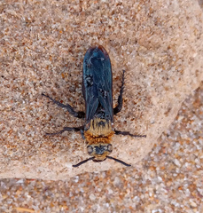 Campsomeriella