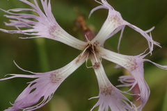 Microbotryum superbum