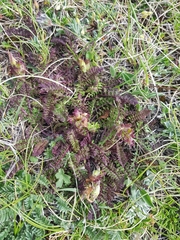 Pedicularis tuberosa
