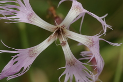 Microbotryum superbum