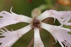 Microbotryum superbum