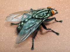 Sarcophaga carnaria