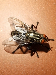 Sarcophaga carnaria