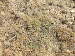 Jurinea humilis