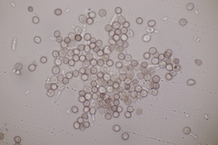 Microbotryum superbum