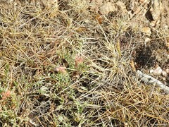 Jurinea humilis