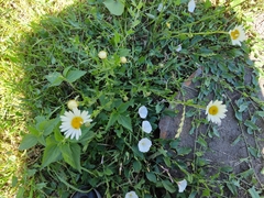 Leucanthemum vulgare