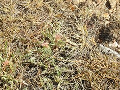Jurinea humilis