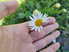 Leucanthemum vulgare