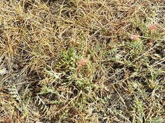 Jurinea humilis