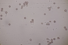 Microbotryum superbum