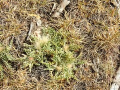 Jurinea humilis