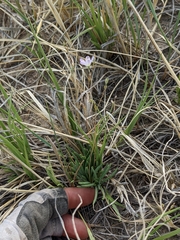 Phemeranthus parviflorus