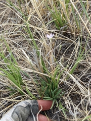 Phemeranthus parviflorus