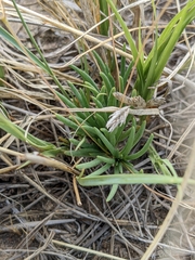 Phemeranthus parviflorus