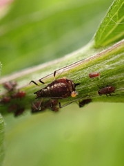 Uroleucon jaceae