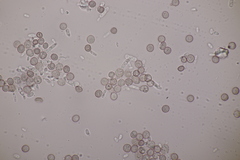 Microbotryum superbum