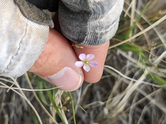 Phemeranthus parviflorus