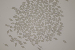 Uredinopsis filicina