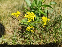 Bunias orientalis