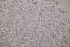 Uredinopsis filicina