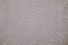 Uredinopsis filicina