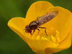 Platycheirus peltatus