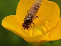 Platycheirus peltatus