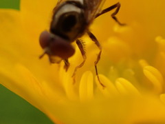 Platycheirus peltatus