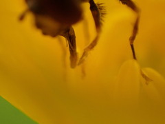 Platycheirus peltatus