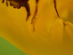 Platycheirus peltatus