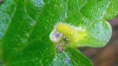 Rondaniola bursaria