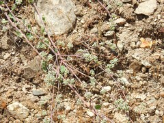 Corrigiola telephiifolia