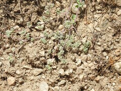 Corrigiola telephiifolia