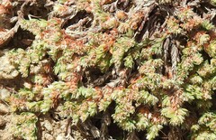 Illecebrum verticillatum