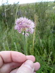 Allium lineare