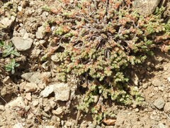 Illecebrum verticillatum