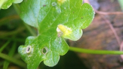 Rondaniola bursaria