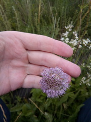 Allium lineare