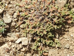 Illecebrum verticillatum