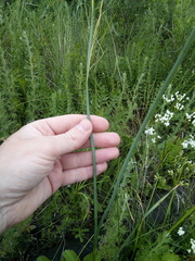 Allium lineare
