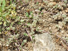 Corrigiola telephiifolia