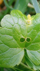 Rondaniola bursaria