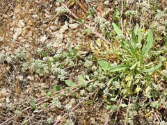 Corrigiola telephiifolia