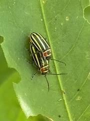 Disonycha pensylvanica