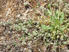 Corrigiola telephiifolia