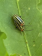 Disonycha pensylvanica