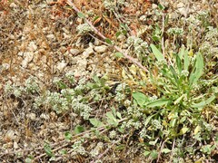 Corrigiola telephiifolia