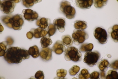 Urocystis syncocca