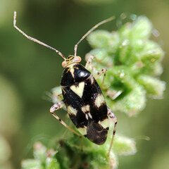 Liocoris